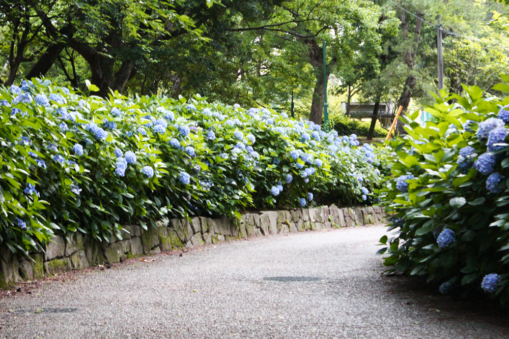鶴舞公園、あじさい、6月の夏の花、名古屋市昭和区の観光・撮影スポットの画像と写真