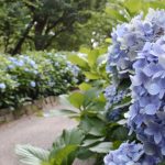 鶴舞公園、あじさい、6月の夏の花、名古屋市昭和区の観光・撮影スポットの画像と写真