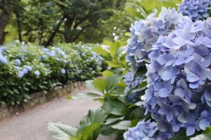 鶴舞公園、あじさい、6月の夏の花、名古屋市昭和区の観光・撮影スポットの画像と写真