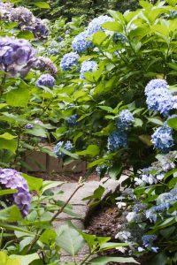 鶴舞公園、あじさい、6月の夏の花、名古屋市昭和区の観光・撮影スポットの画像と写真