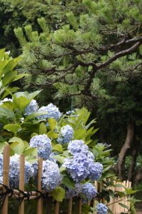 鶴舞公園、あじさい、6月の夏の花、名古屋市昭和区の観光・撮影スポットの画像と写真
