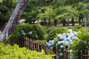鶴舞公園、あじさい、6月の夏の花、名古屋市昭和区の観光・撮影スポットの画像と写真