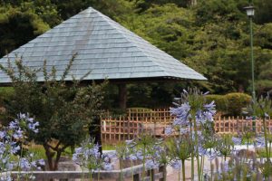 鶴舞公園、夏の花、6月の夏の花、名古屋市昭和区の観光・撮影スポットの画像と写真