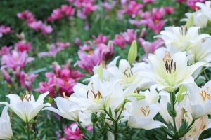 千種公園、ゆり、6月の夏の花、名古屋市千種区の観光・撮影スポットの画像と写真