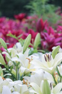 千種公園、ゆり、6月の夏の花、名古屋市千種区の観光・撮影スポットの画像と写真