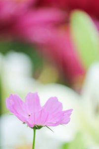 千種公園、コスモス、6月の夏の花、名古屋市千種区の観光・撮影スポットの画像と写真千種公園、ゆり、6月の夏の花、名古屋市千種区の観光・撮影スポットの画像と写真