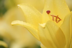 千種公園、ゆり、6月の夏の花、名古屋市千種区の観光・撮影スポットの画像と写真