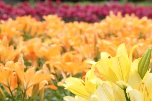 千種公園、ゆり、6月の夏の花、名古屋市千種区の観光・撮影スポットの画像と写真