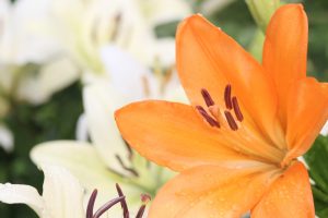 千種公園、ゆり、6月の夏の花、名古屋市千種区の観光・撮影ス千種公園、ゆり、6月の夏の花、名古屋市千種区の観光・撮影スポットの画像と写真ポットの画像と写真