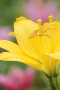 千種公園、ゆり、6月の夏の花、名古屋市千種区の観光・撮影スポットの画像と写真