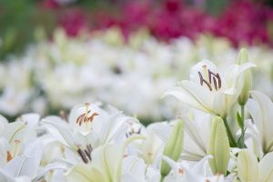 千千種公園、ゆり、6月の夏の花、名古屋市千種区の観光・撮影スポットの画像と写真