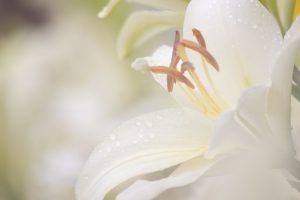 千種公園、ゆり、6月の夏の花、名古屋市千種区の観光・撮影スポットの画像と写真
