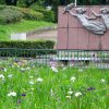 名城公園、花しょうぶ、6月の夏の花、名古屋市北区の観光・撮影スポットの画像と写真
