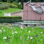 名城公園、花しょうぶ、6月の夏の花、名古屋市北区の観光・撮影スポットの画像と写真