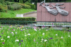 名城公園、花しょうぶ、6月の夏の花、名古屋市北区の観光・撮影スポットの画像と写真