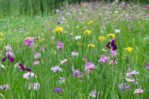 名城公園、花しょうぶ、6月の夏の花、名古屋市北区の観光・撮影スポットの画像と写真