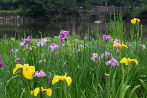 名城公園、花しょうぶ、6月の夏の花、名古屋市北区の観光・撮影スポットの画像と写真