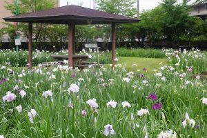 知立神社、花しょうぶ、6月の夏の花、愛知県知立市の観光・撮影スポットの画像と写真知立神社、花しょうぶ、6月の夏の花、愛知県知立市の観光・撮影スポットの画像と写真