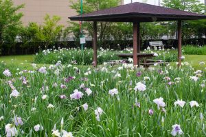 知立神社、花しょうぶ、6月の夏の花、愛知県知立市の観光・撮影スポットの画像と写真