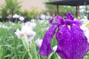 知立神社、花しょうぶ、6月の夏の花、愛知県知立市の観光・撮影スポットの画像と写真