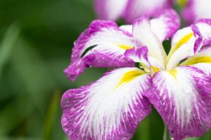 知立神社、花しょうぶ、6月の夏の花、愛知県知立市の観光・撮影スポットの画像と写真