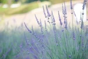 荒子川公園、ラベンダー、6月の夏の花、名古屋市港区の観光・撮影スポットの画像と写真