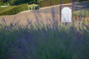 荒子川公園、ラベンダー、6月の夏の花、名古屋市港区の観光・撮影スポットの画像と写真