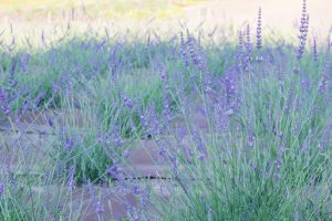 荒子川公園、ラベンダー、6月の夏の花、名古屋市港区の観光・撮影スポットの画像と写真