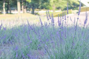 荒子川公園、ラベンダー、6月の夏の花、名古屋市港区の観光・撮影スポットの画像と写真