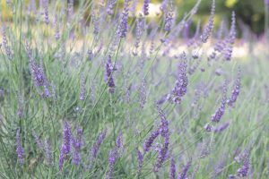 荒子川公園、ラベンダー、6月の夏の花、名古屋市港区の観光・撮影スポットの画像と写真