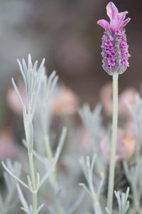 荒子川公園、ラベンダー、6月の夏の花、名古屋市港区の観光・撮影スポットの画像と写真