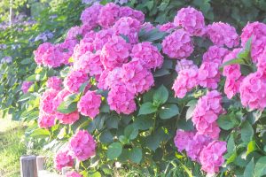 荒子川公園、あじさい、6月の夏の花、名古屋市港区の観光・撮影スポットの画像と写真