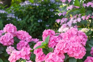 荒子川公園、あじさい、6月の夏の花、名古屋市港区の観光・撮影スポットの画像と写真