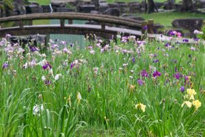 大高緑地公園、花しょうぶ、6月の夏の花、名古屋市緑区の観光・撮影スポットの画像と写真