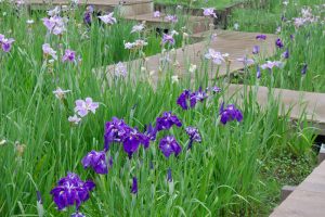 大高緑地公園、花しょうぶ、6月の夏の花、名古屋市緑区の観光・撮影スポットの画像と写真