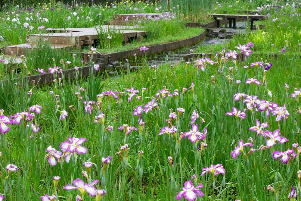 大高緑地公園、花しょうぶ、6月の夏の花、名古屋市緑区の観光・撮影スポットの画像と写真