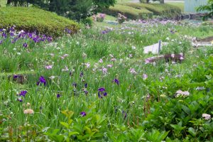 大高緑地公園、花しょうぶ、6月の夏の花、名古屋市緑区の観光・撮影スポットの画像と写真
