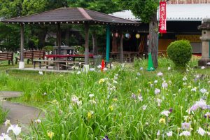 知立神社、花しょうぶ、6月の夏の花、愛知県知立市の観光・撮影スポットの画像と写真