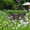 知立神社、花しょうぶ、6月の夏の花、愛知県知立市の観光・撮影スポットの画像と写真