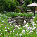 知立神社、花しょうぶ、6月の夏の花、愛知県知立市の観光・撮影スポットの画像と写真