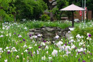 知立神社、花しょうぶ、6月の夏の花、愛知県知立市の観光・撮影スポットの画像と写真