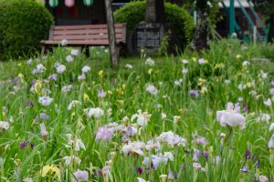 知立神社、花しょうぶ、6月の夏の花、愛知県知立市の観光・撮影スポットの画像と写真