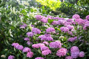 大塚性海寺歴史公園、あじさい、6月の夏の花、愛知県稲沢市の観光・撮影スポットの画像と写真