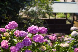 大塚性海寺歴史公園、あじさい、6月の夏の花、愛知県稲沢市の観光・撮影スポットの画像と写真