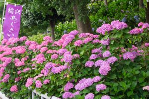 大塚性海寺歴史公園、あじさい、6月の夏の花、愛知県稲沢市の観光・撮影スポットの画像と写真