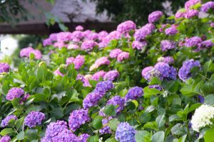 大塚性海寺歴史公園、あじさい、6月の夏の花、愛知県稲沢市の観光・撮影スポットの画像と写真
