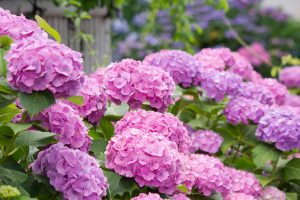 大塚性海寺歴史公園、あじさい、6月の夏の花、愛知県稲沢市の観光・撮影スポットの画像と写真