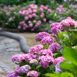 大塚性海寺歴史公園、あじさい、6月の夏の花、愛知県稲沢市の観光・撮影スポットの画像と写真