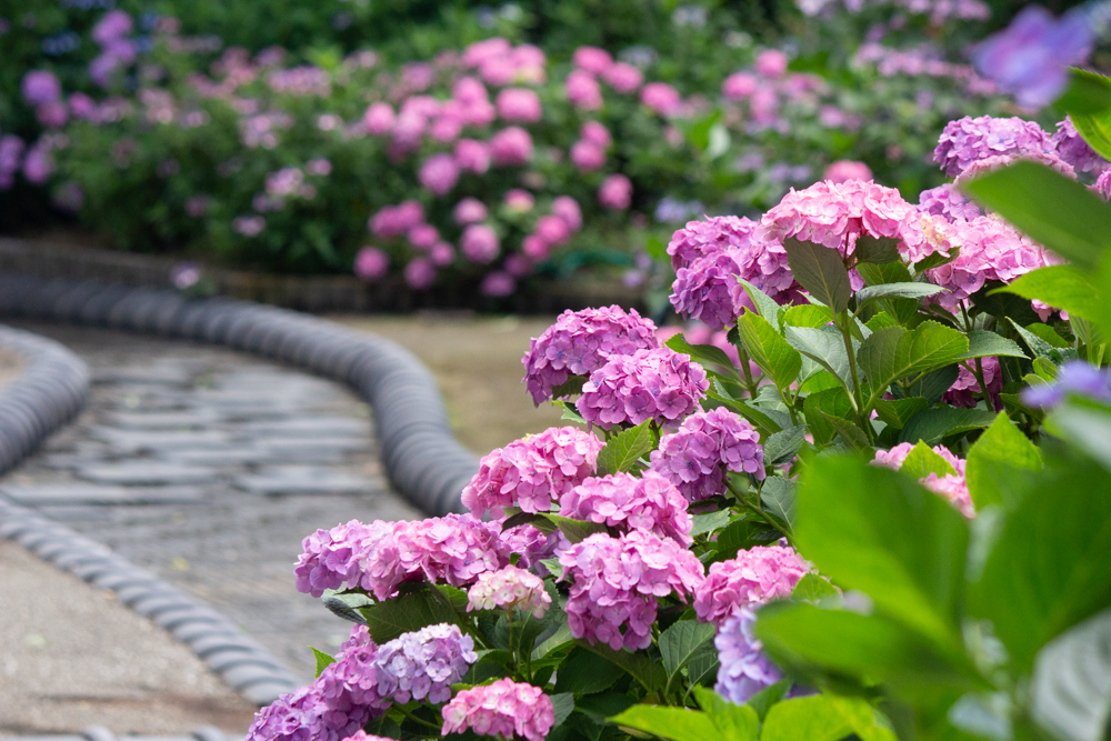 大塚性海寺歴史公園、あじさい、6月の夏の花、愛知県稲沢市の観光・撮影スポットの画像と写真