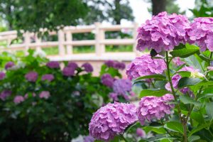 大塚性海寺歴史公園、あじさい、6月の夏の花、愛知県稲沢市の観光・撮影スポットの画像と写真